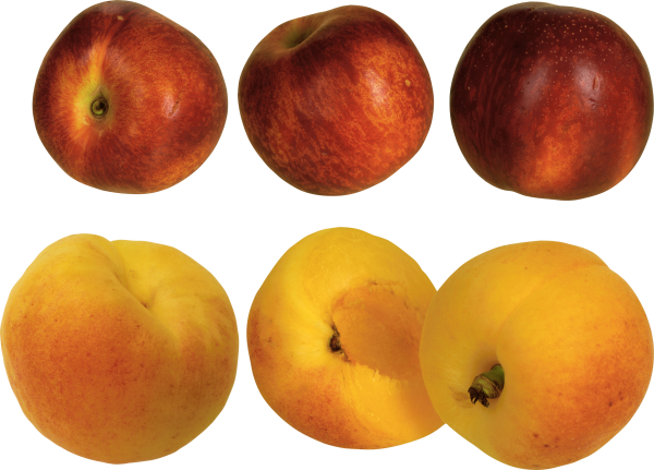 Peach PNG Free Download 26