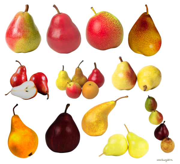 Pear PNG Free Download 27