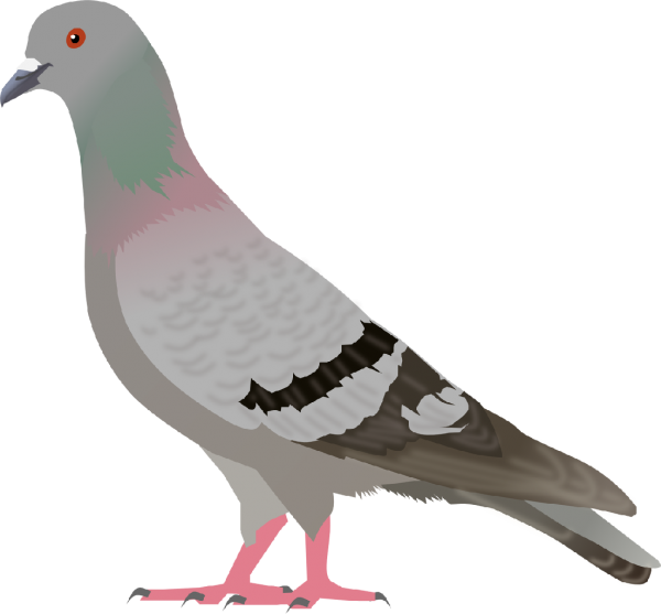 Pigeon PNG Free Download 10