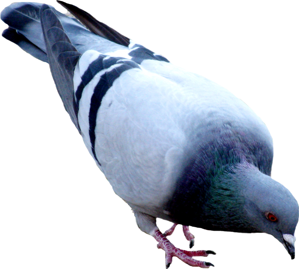 Pigeon PNG Free Download 11