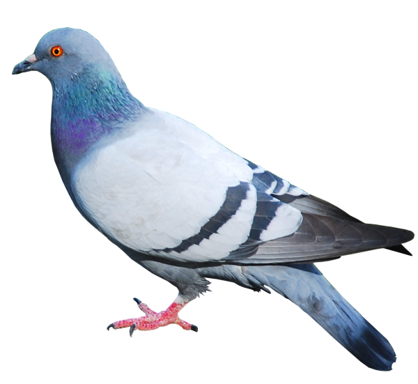 Pigeon PNG Free Download 16
