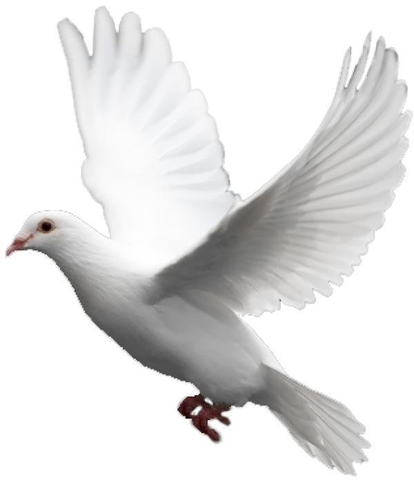 Pigeon PNG Free Download 17