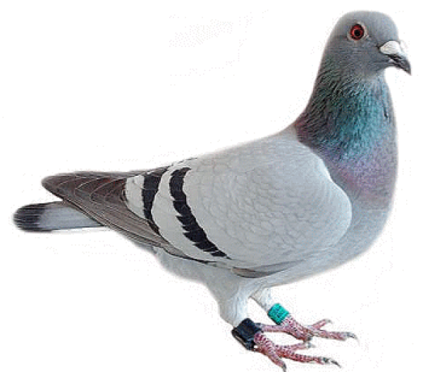 Pigeon PNG Free Download 19