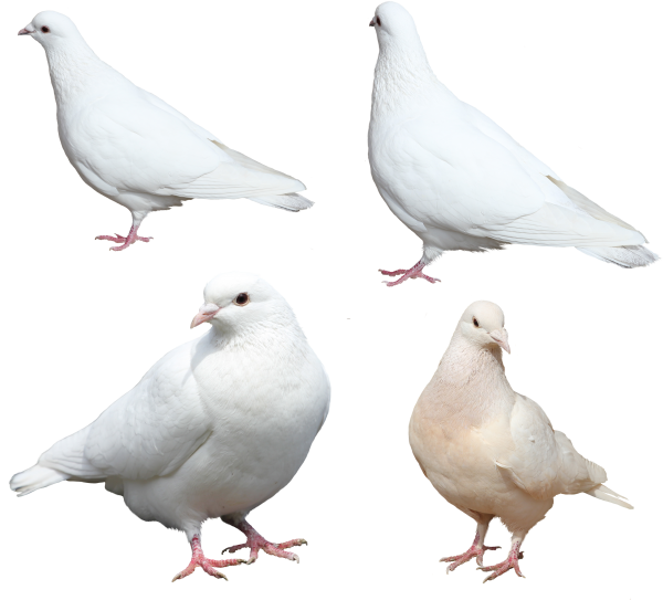 Pigeon PNG Free Download 21