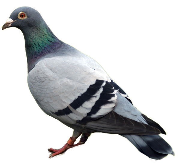 Pigeon PNG Free Download 22