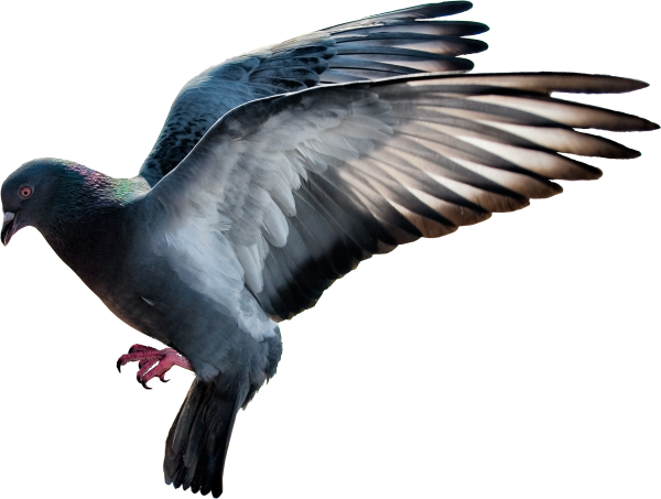 Pigeon PNG Free Download 4