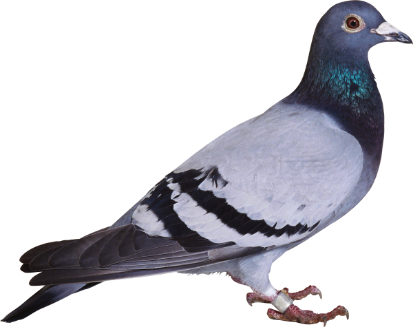 Pigeon PNG Free Download 5