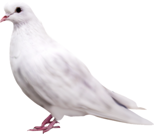 Pigeon PNG Free Download 6
