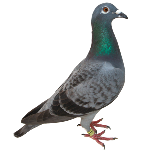 Pigeon PNG Free Download 7