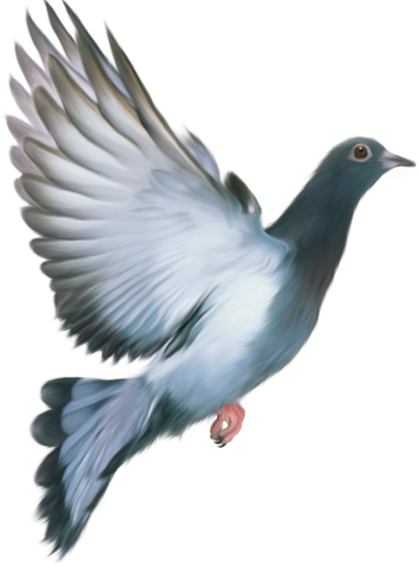 Pigeon PNG Free Download 9