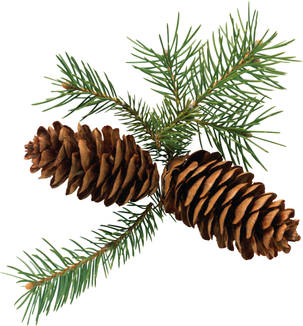 Pine Cone 3d Png Image