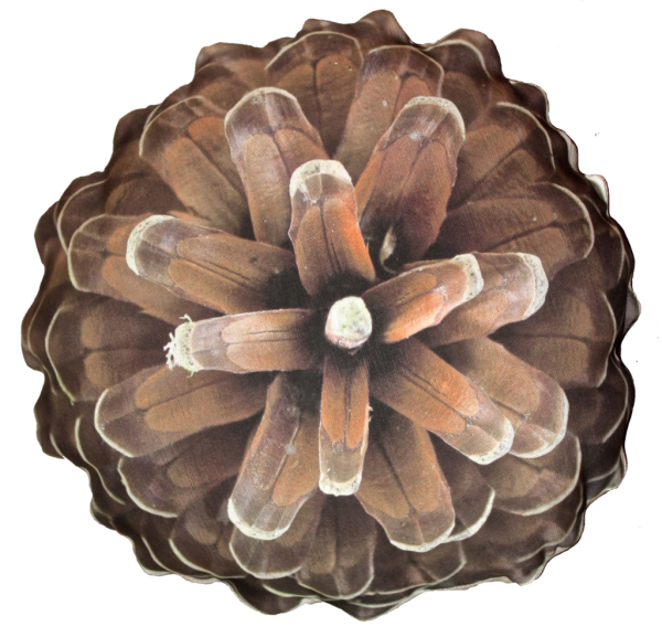 Pine Cone Brown Image Png