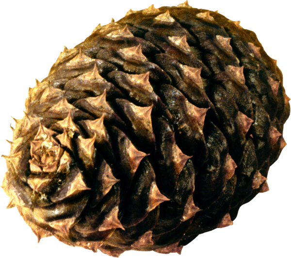 Pine Cone Dried Png
