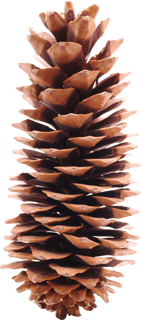 Pine Cone Free Png