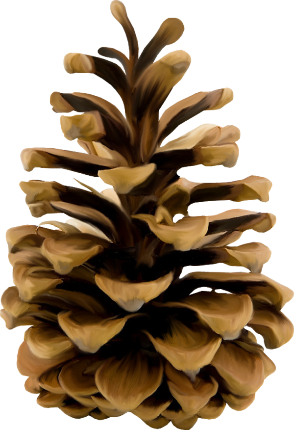 Pine Cone HD Png Image