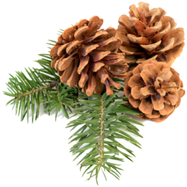 Pine Cone Icon Png Free