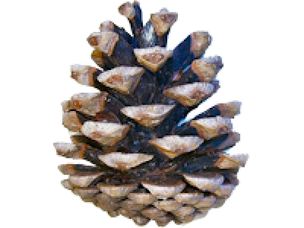 Pine Cone Icon