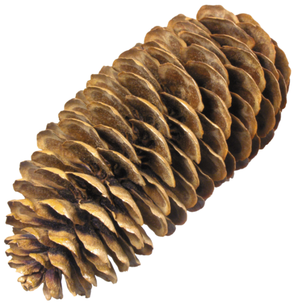 Pine Cone Png Download Free