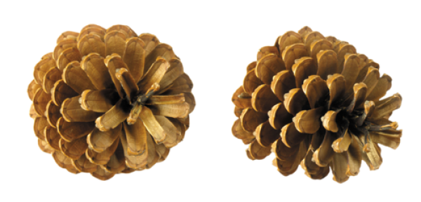 Pine Cone Png Download