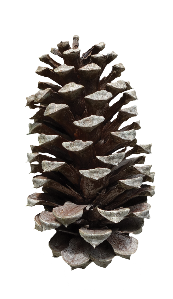 Pine Cone Png Free Image Download