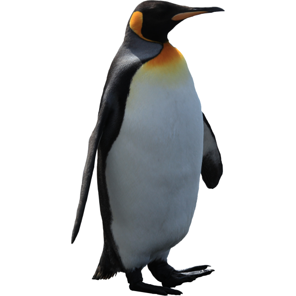 Pinguin PNG Free Download 12