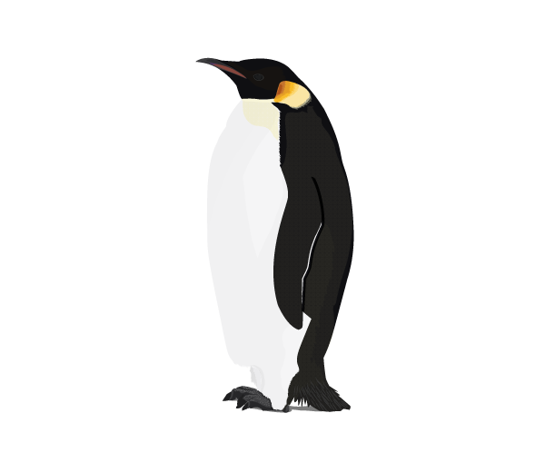 Pinguin PNG Free Download 3