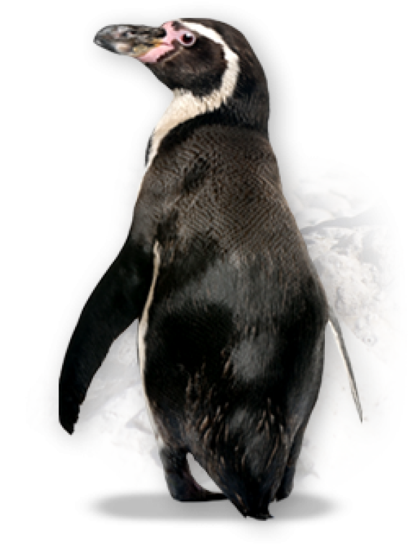 Pinguin PNG Free Download 7