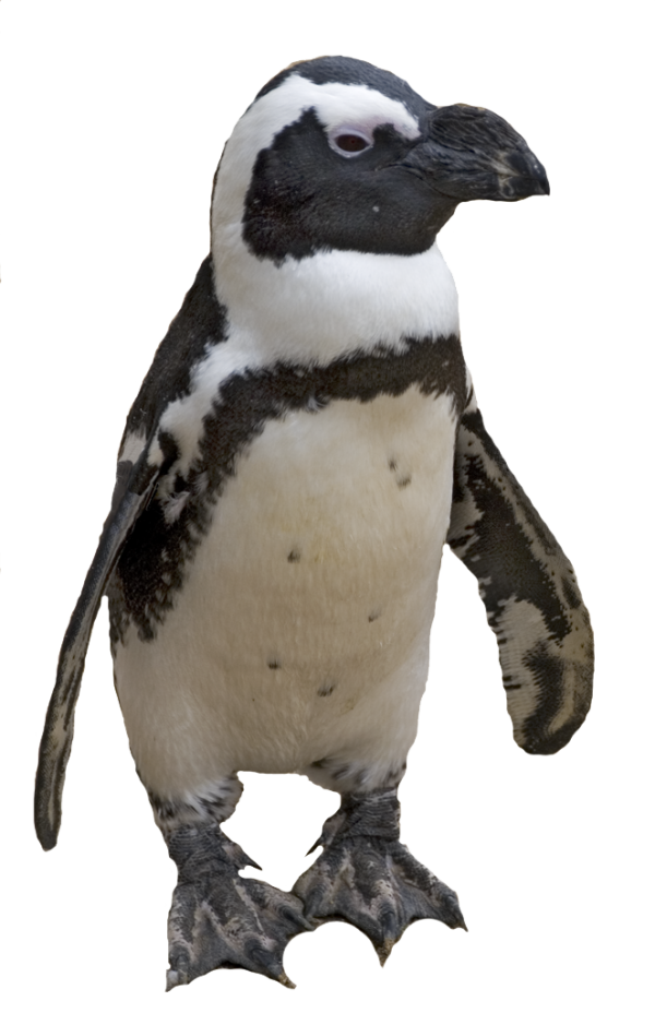 Pinguin PNG Free Download 9