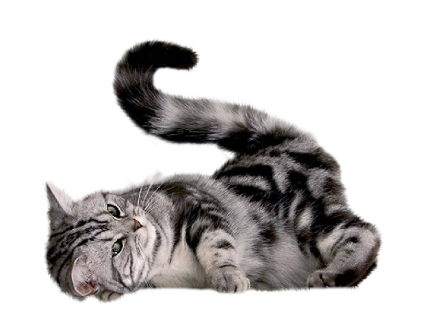 Playing Cat Png