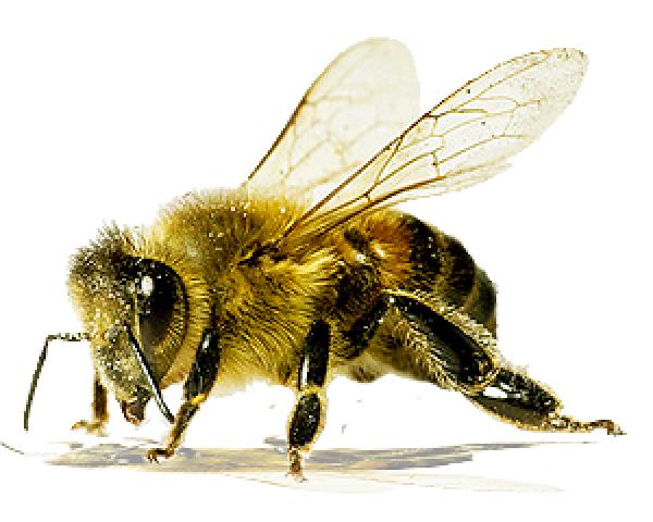 png bee free download