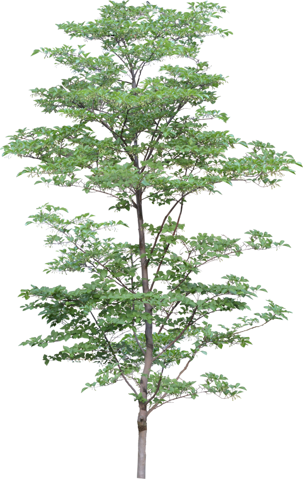 Png Tree