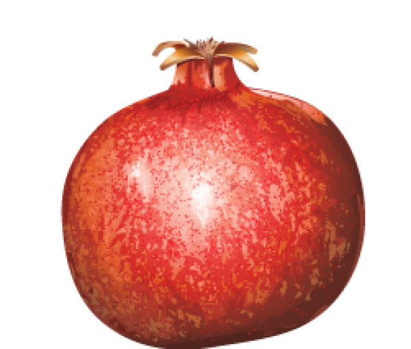 Pomegranate PNG Free Download 15