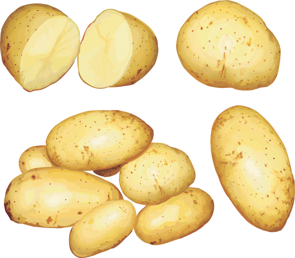 Potato PNG Free Download 18