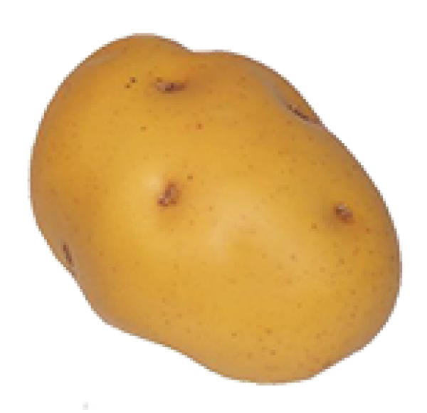 Potato PNG Free Download 7