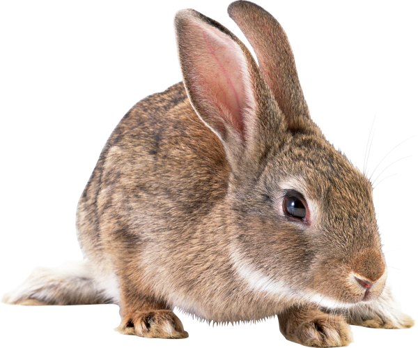 Rabbit PNG Free Download 1