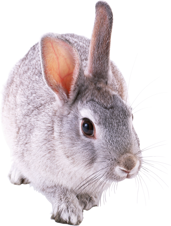 Rabbit PNG Free Download 10