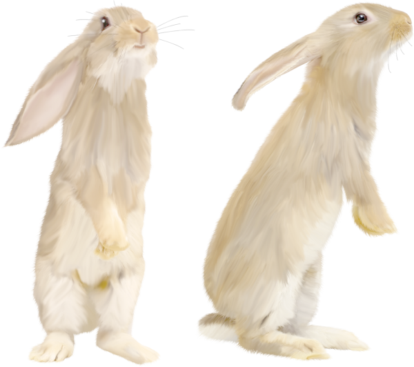 Rabbit PNG Free Download 11