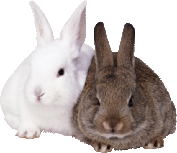 Rabbit PNG Free Download 12