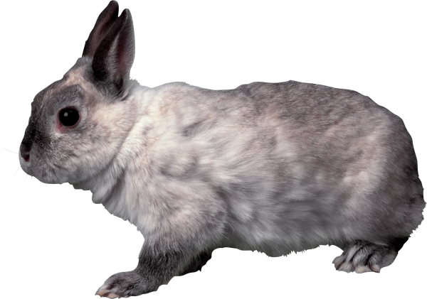 Rabbit PNG Free Download 13