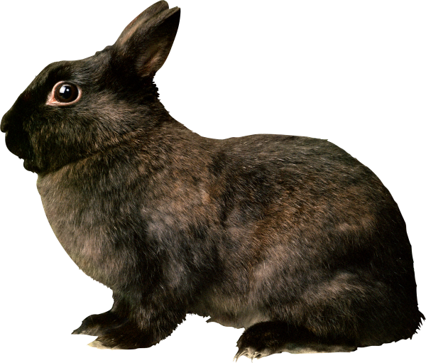 Rabbit PNG Free Download 14