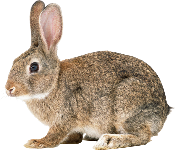 Rabbit PNG Free Download 15