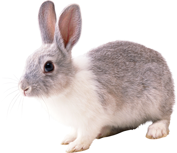 Rabbit PNG Free Download 16