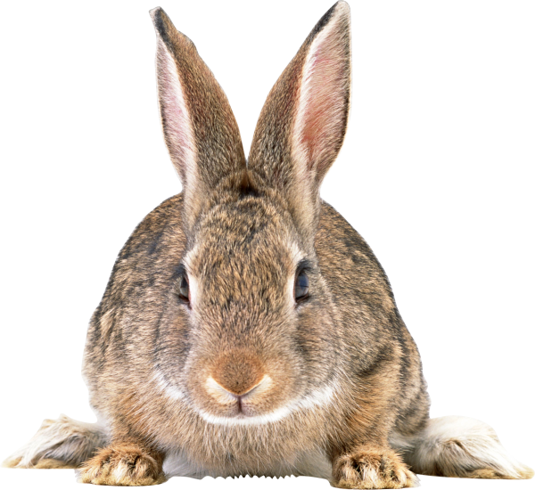 Rabbit PNG Free Download 23