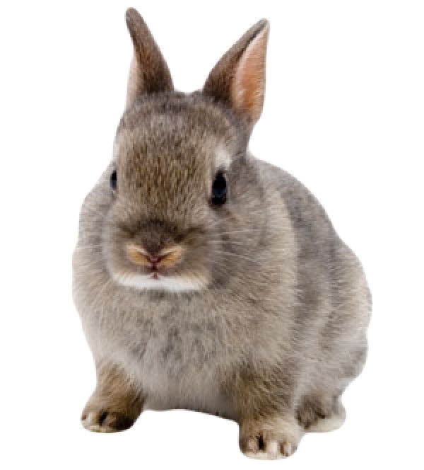 Rabbit PNG Free Download 26