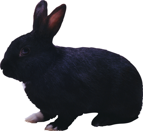 Rabbit PNG Free Download 28