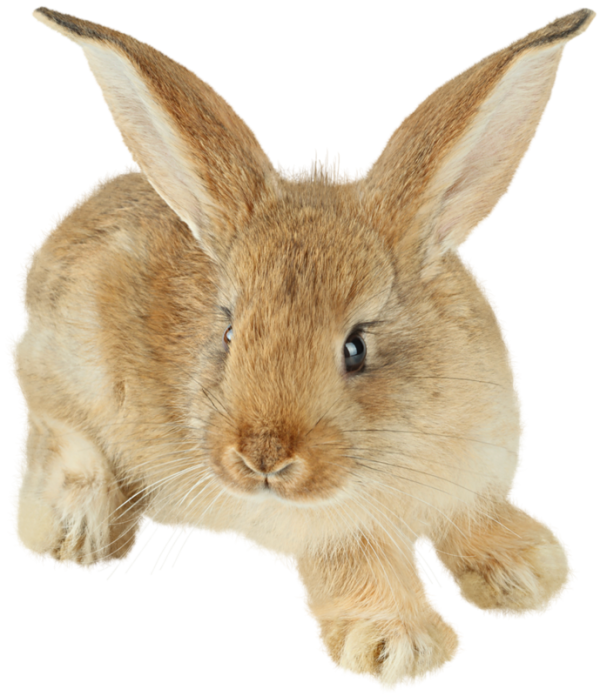 Rabbit PNG Free Download 30