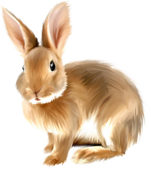 Rabbit PNG Free Download 31