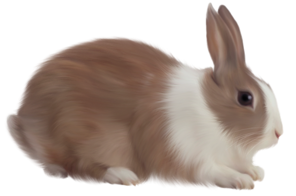 Rabbit PNG Free Download 32