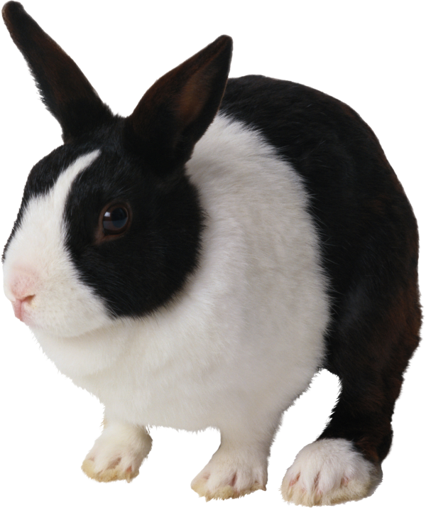 Rabbit PNG Free Download 4