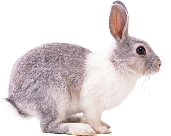 Rabbit PNG Free Download 6